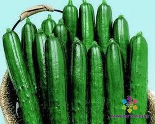 Summer Dance Cucumber Seeds - 25+ Pack, Cucumis sativus, Heirloom, Non-GMO, Garden Planting, Vining, Full Sun, USA Grown