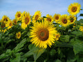 Sunflower Seeds Pack 30 Mammoth Grey Stripe Helianthus annuus Giant Flowering Seeds for Garden