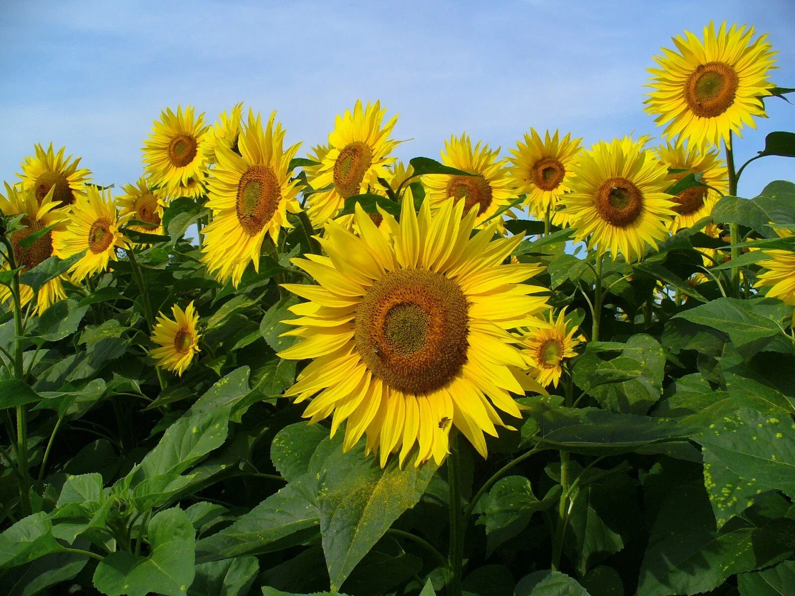 Sunflower Seeds Pack 30 Mammoth Grey Stripe Helianthus annuus Giant Flowering Seeds for Garden