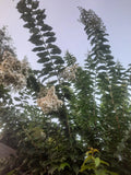 Crape Myrtle Cuttings - 10 Rare 'Natchez' for Rooting or Grafting | Lagerstroemia indica 'Natchez'