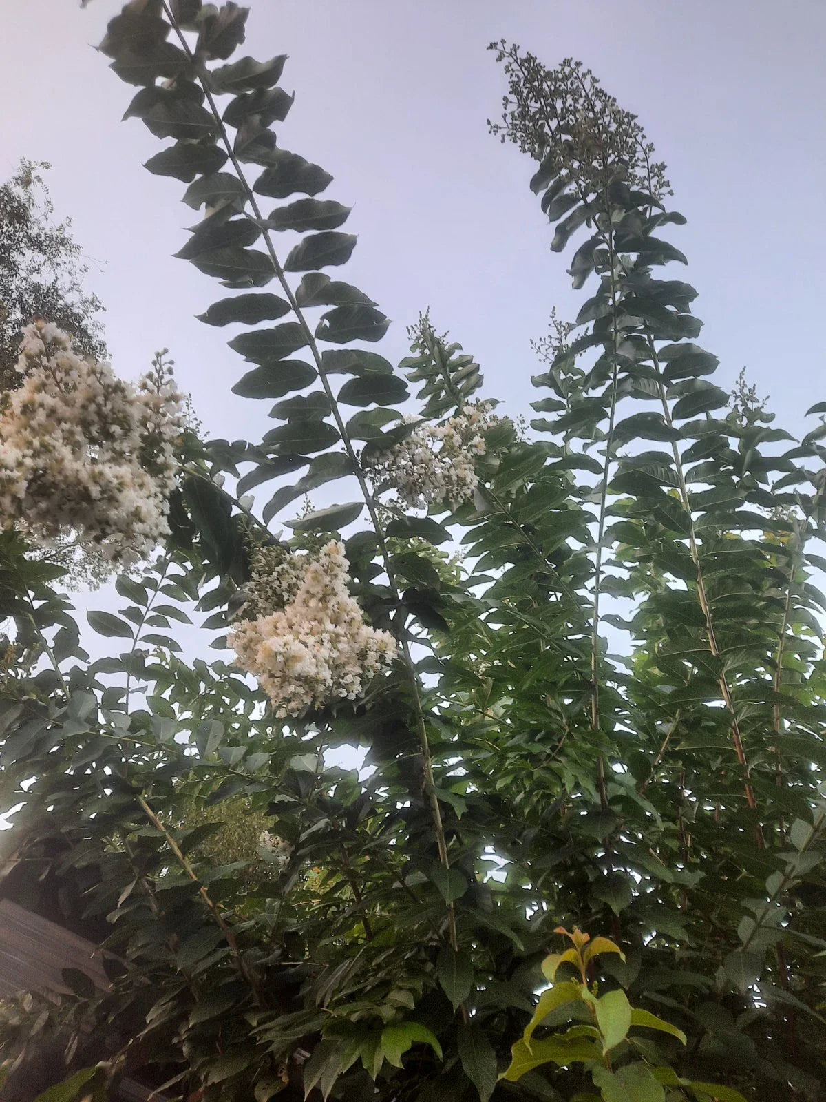 Crape Myrtle Cuttings - 10 Rare 'Natchez' for Rooting or Grafting | Lagerstroemia indica 'Natchez'