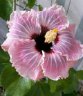 Light Pink Hibiscus Seeds - Perennial Flower Seeds for Garden, Hibiscus rosa-sinensis, Vibrant Blooms, Butterfly Attractant, 20 Pack