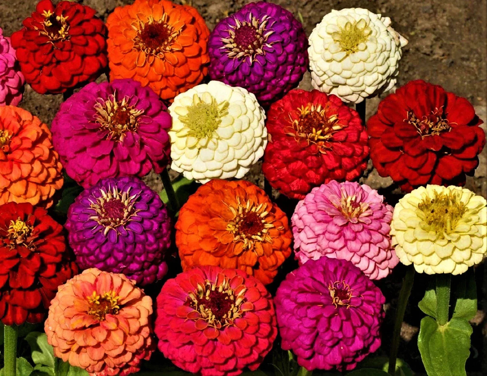 Zinnia Seeds - Lilliput Mix - Colorful Annual Flowers - Zinnia elegans - Compact Growth, Easy to Grow