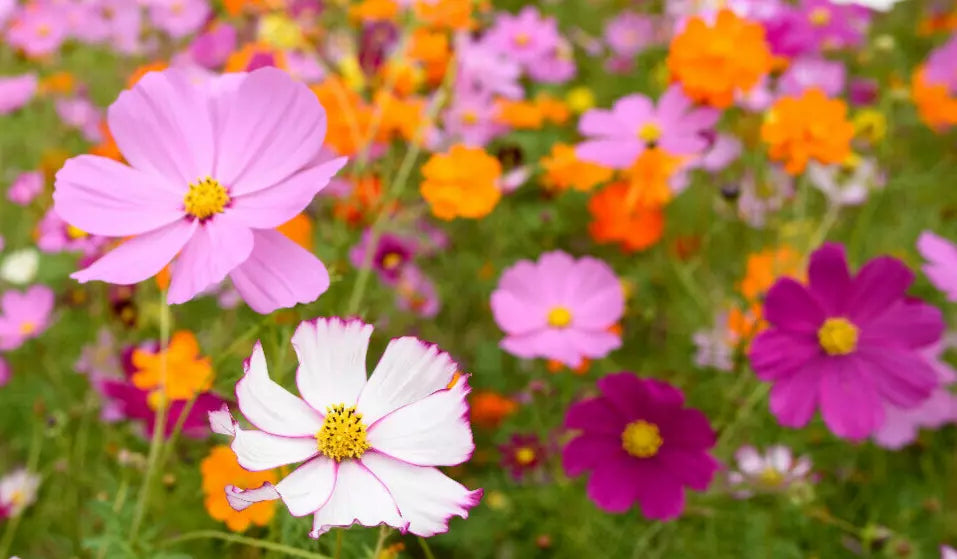 Cosmos Seeds Mix 100 Count - Yellow, Orange, Pink, White, Purple - Cosmos bipinnatus - Flower Seeds for Garden Borders
