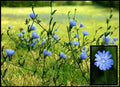 Wild Chicory Bare Root Plants 2 Pack - Cichorium intybus for Butterflies, Pollinators, Wildflower Garden
