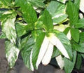 Peppermint Seeds - Heirloom Non-GMO Mentha × piperita Herb for Cooking & Tea (500+ Seeds)