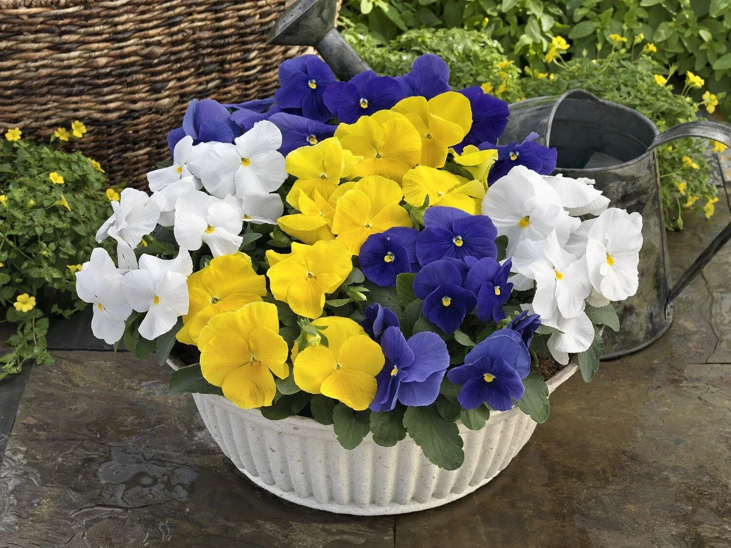 Pansy Seeds 50 Count - Majestic Giant Clear Mix Viola x wittrockiana Flower Seeds for Garden, Containers, Borders