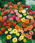 Zinnia Seeds - 200 Count Thumbelina Mix Dwarf Non-GMO Butterfly & Hummingbird Attracting Annual Zinnia elegans