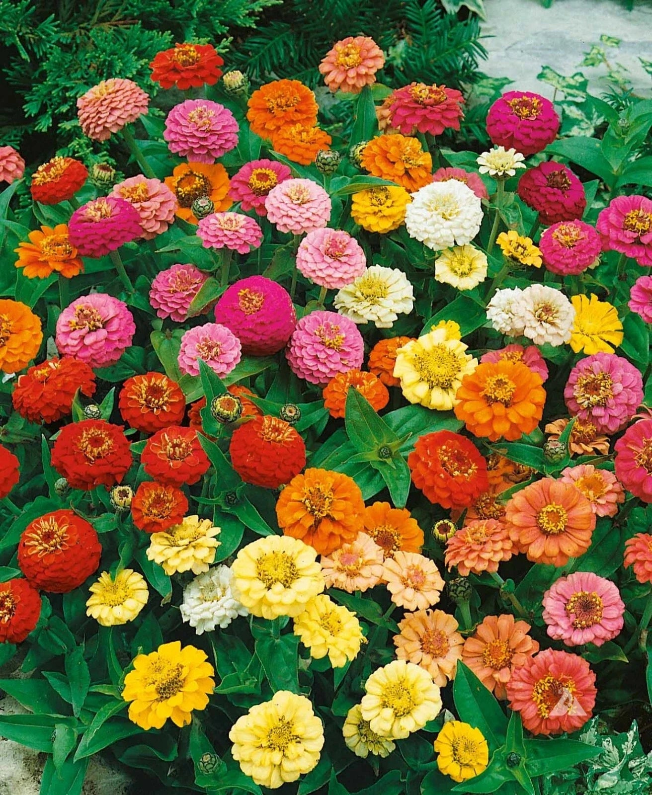 Zinnia Seeds - 200 Count Thumbelina Mix Dwarf Non-GMO Butterfly & Hummingbird Attracting Annual Zinnia elegans