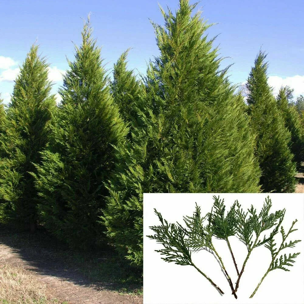 Leyland Cypress Tree Cuttings 7-8" Fresh S.C. Privacy Screen Fast Growing Evergreen Landscaping Plants
