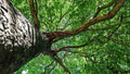 Silver Maple Trees - 1ft+ Starter Plants - Acer saccharinum - Fast-Growing Shade Trees for Landscaping, Garden, Yard