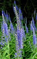 Blue Veronica Longfolia Seeds - 160 Pack, Speedwell Flower, Perennial Garden Plant, Veronica longifolia, Blue Flowers, Pollinator Attracting