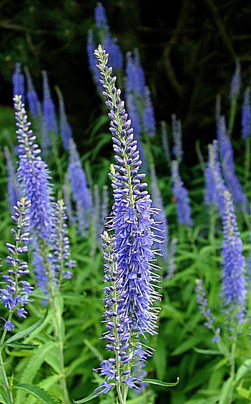 Blue Veronica Longfolia Seeds - 160 Pack, Speedwell Flower, Perennial Garden Plant, Veronica longifolia, Blue Flowers, Pollinator Attracting