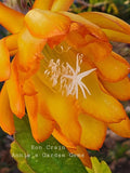 Epiphyllum Ron Crain Cuttings - Unrooted Orchid Cactus - 8-10 Inches Long - Unique Houseplant Variety - Epiphyllum hybrid