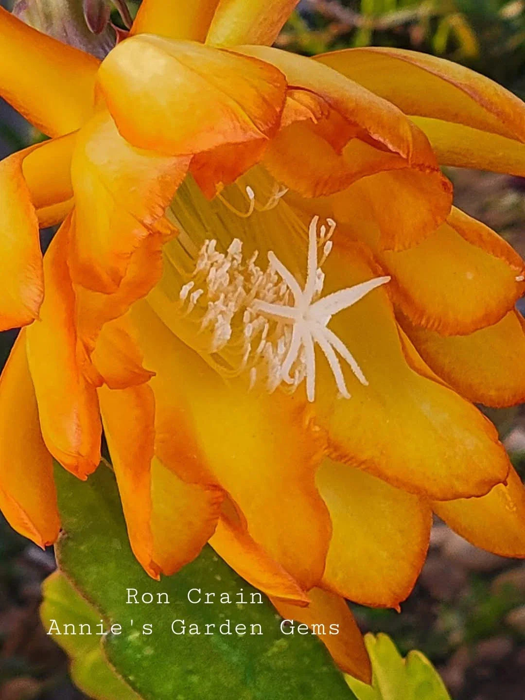 Epiphyllum Ron Crain Cuttings - Unrooted Orchid Cactus - 8-10 Inches Long - Unique Houseplant Variety - Epiphyllum hybrid