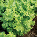 Lettuce Seeds 5000 Count - Grand Rapids Waldmann Green Loose Leaf - Fast Growing Lactuca sativa for Home Garden & Salad