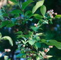 Live Biloxi Blueberry Plant – 4–6 Inches Tall – Soil-Wrapped Roots – Vaccinium corymbosum 'Biloxi' – Fruit-Bearing Shrub