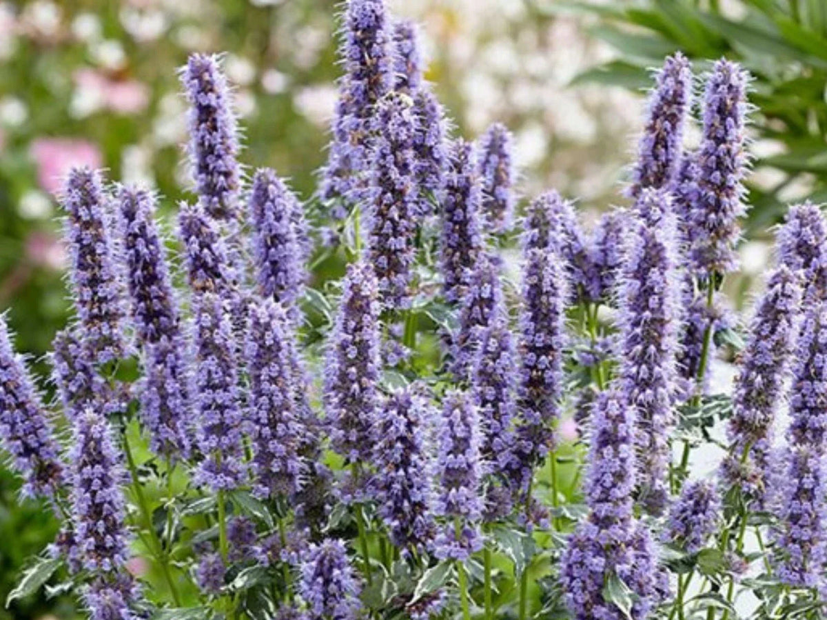 Agastache Rugosa Crazy Fortune Plug - Aromatic Herb Seedling for Gardens - Perennial, Drought-Tolerant, Attracts Pollinators