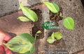 Philodendron Brasil Starter Plants - Rooted Nodes, Variegated Heart-Shaped Leaves, Easy Care Houseplant, Philodendron hederaceum