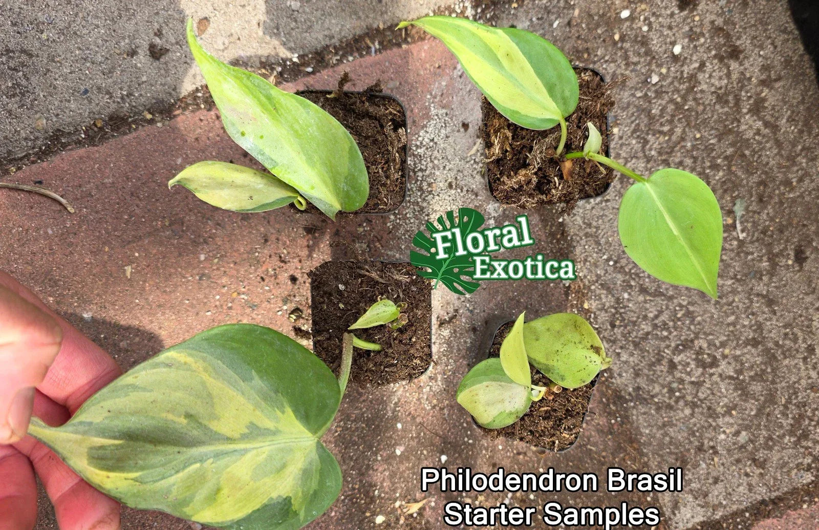 Philodendron Brasil Starter Plants - Rooted Nodes, Variegated Heart-Shaped Leaves, Easy Care Houseplant, Philodendron hederaceum