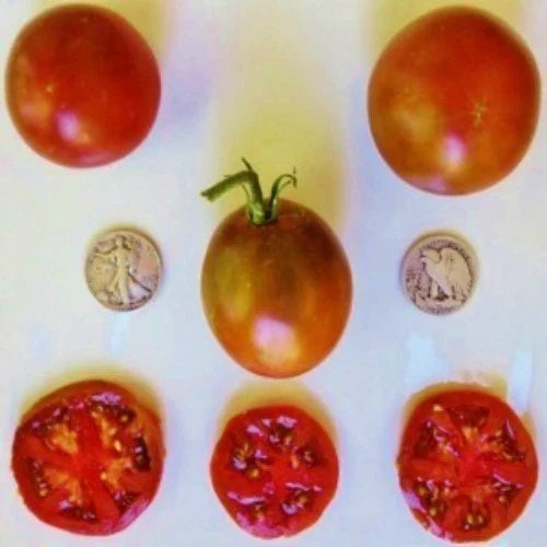 Black Prince Tomato Seeds - Heirloom Slicer Variety, Dark Reddish-Brown Fruit, Solanum lycopersicum, 25 Seeds