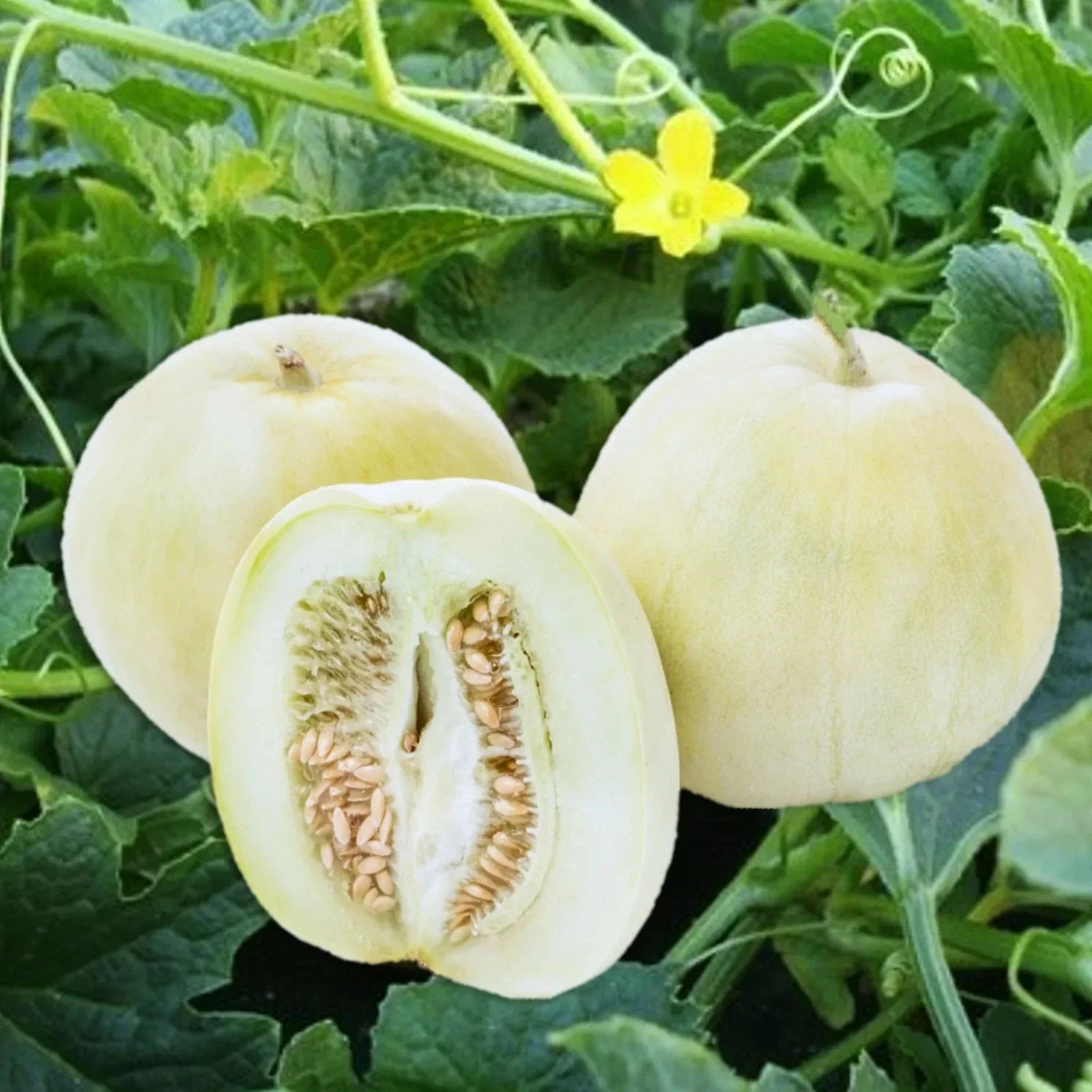 Bai Mibao Asian Melon Seeds – White Thin-Wall Muskmelon – Cucumis melo – Perfect for 2025 Planting, Sweet Juicy Fruit, Vining Plant