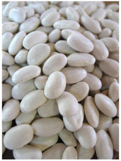 Navy Bean Seeds – Phaseolus vulgaris – Soup Beans, Bush Type, 100 Pack, Non-GMO, High Germination, Free Shipping