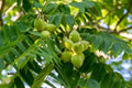 Butternut Seedlings - White Walnut Tree Juglans cinerea - 2 Planting Seedlings for Garden, Nut Trees, Shade, Wildlife Habitat