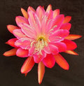 Epiphyllum Cuttings Collection - 20 Unrooted Propagation Cuttings - Exotic Blooming Epiphyllum spp.