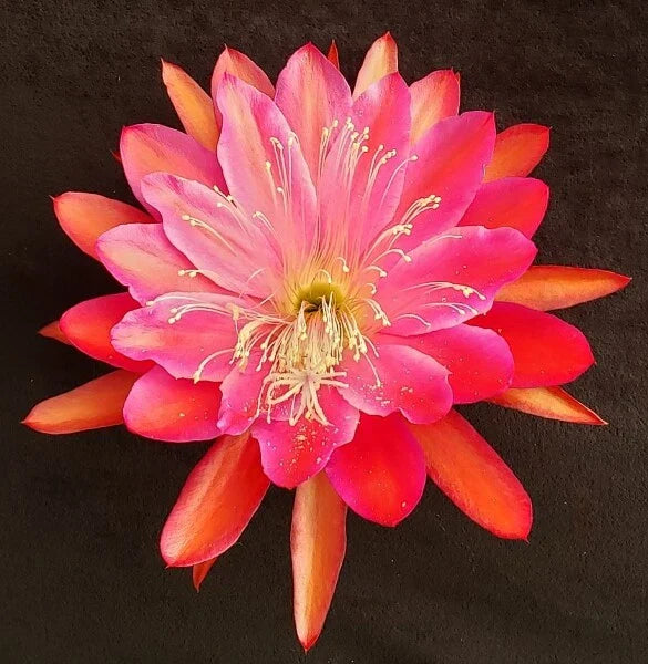 Epiphyllum Cuttings Collection - 20 Unrooted Propagation Cuttings - Exotic Blooming Epiphyllum spp.