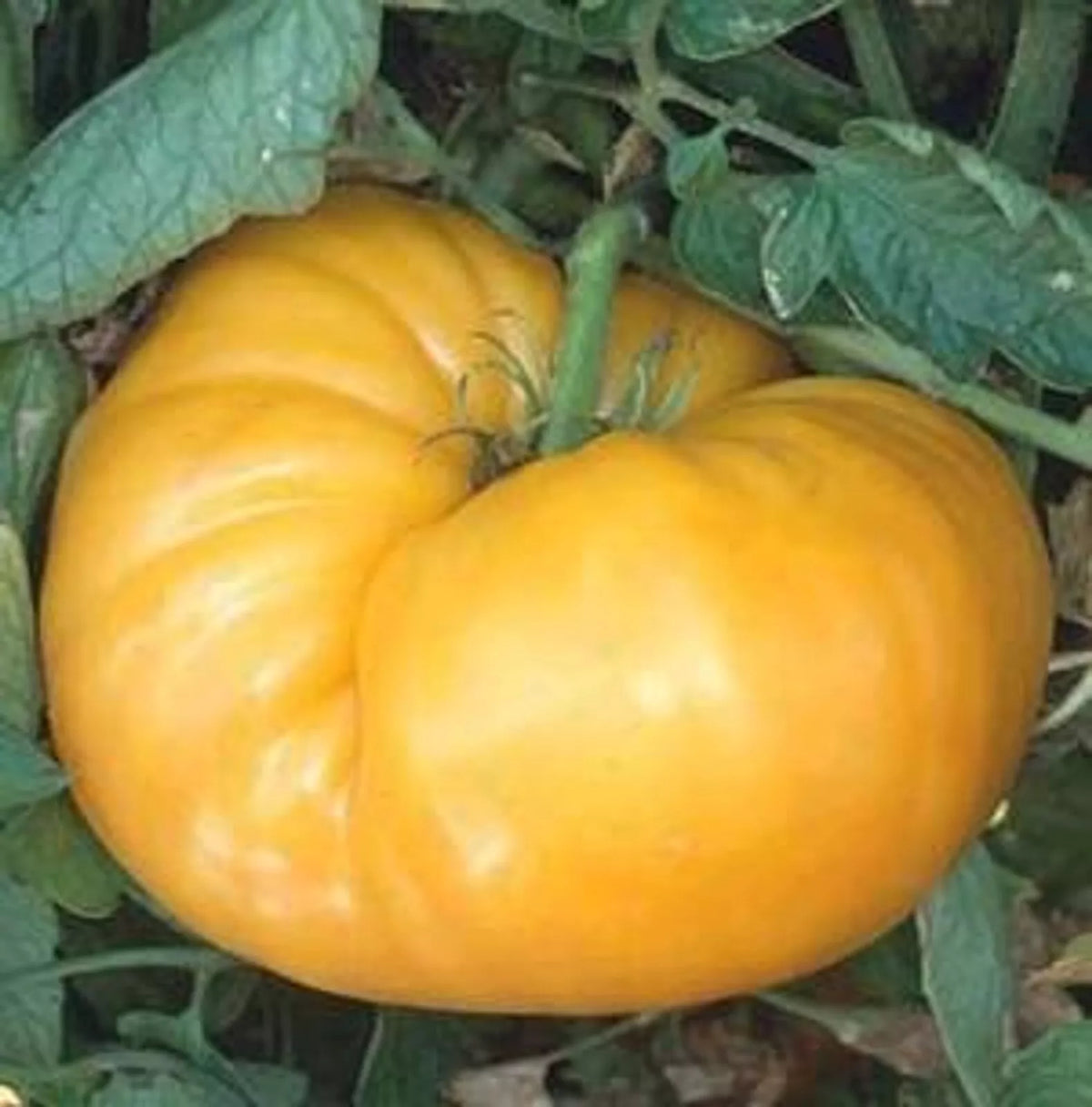 Kentucky Beefsteak Tomato Seeds - 50+ Indeterminate Vegetable Seeds for Large, Juicy, Meaty Tomatoes Solanum lycopersicum
