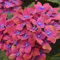 Pink Blue Hydrangea Seeds - Perennial Flower Seeds for Borders & Containers - Hydrangea macrophylla, Hardy Zone 3-9