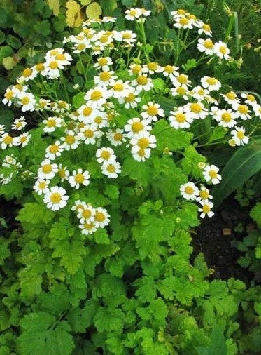 Feverfew Herb Seeds Pack - 100+ Tanacetum parthenium - Perennial Daisy-like Flowers for Herbs & Gardens