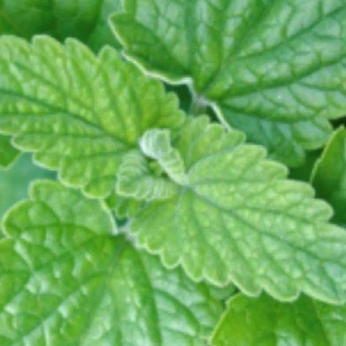Catnip Seeds - Non-GMO Perennial Herb Seeds Nepeta cataria for Garden or Containers