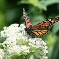 Milkweed Seeds - Swamp White Asclepias incarnata Perennial for Monarch Butterflies & Pollinator Gardens, 50 Seeds