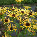 Henry Eilers Rudbeckia Seeds - 200 Pack, Black-Eyed Susan, Rudbeckia hirta, Perennial Flower for Garden, Borders & Wildflower Gardens