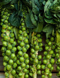 Brussels Sprouts Seeds 500 Count Non-GMO Compact Variety Brassica oleracea var. gemmifera for Home Garden