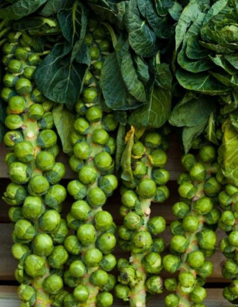 Brussels Sprouts Seeds 500 Count Non-GMO Compact Variety Brassica oleracea var. gemmifera for Home Garden