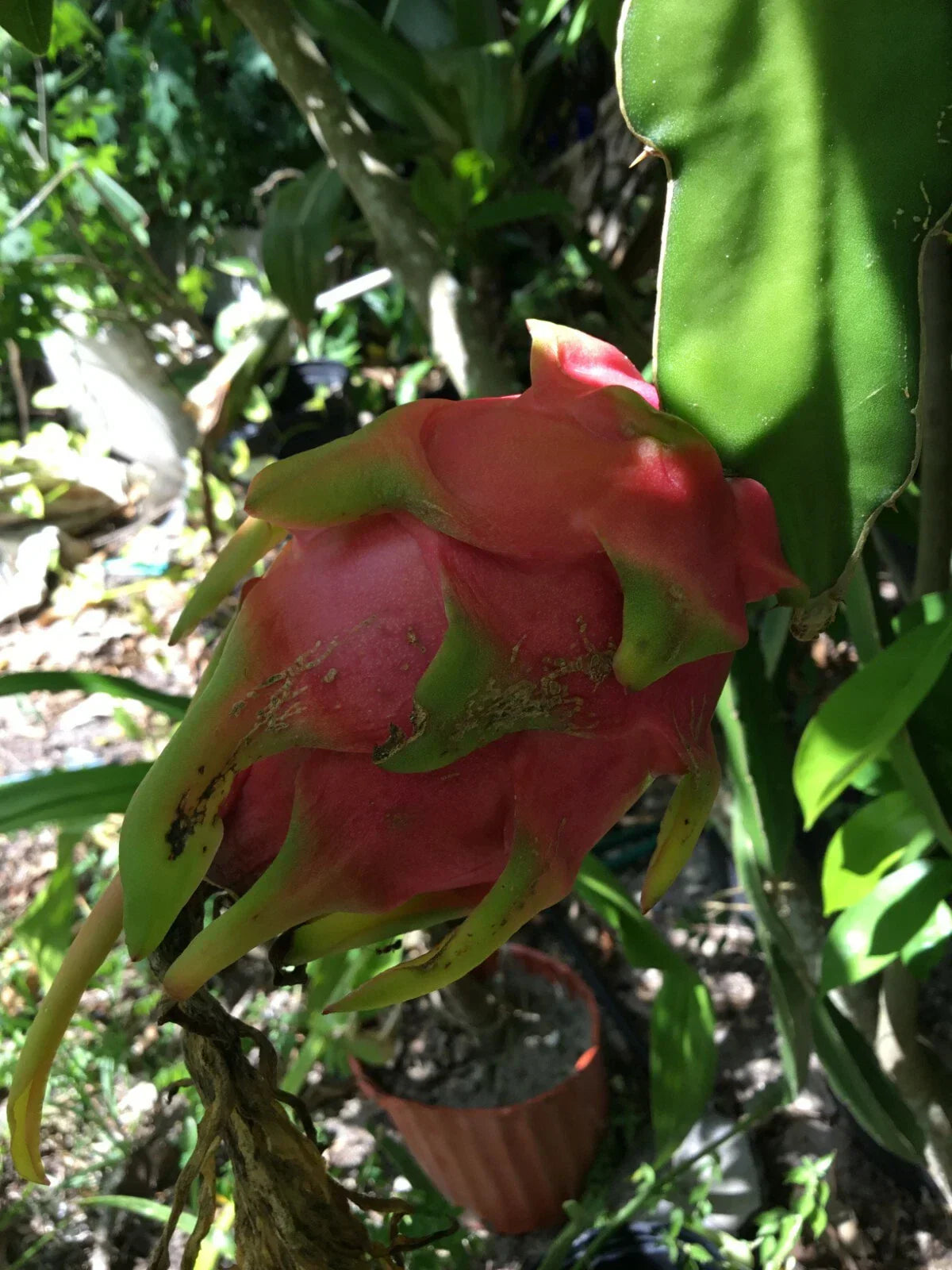 Pomegranate Cuttings - 3 Rooted Wonderful Variety - Punica granatum