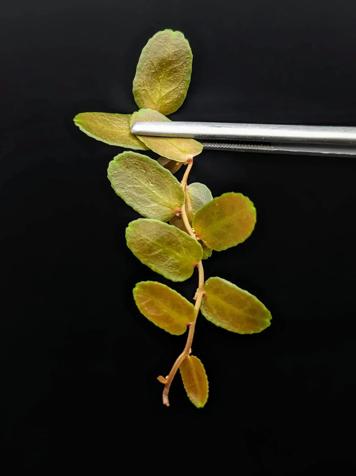 Marcgravia sp. Brown Peru Cutting – 10-Leaf Terrarium Plant, Exotic Indoor Greenery, Vining, Easy Care
