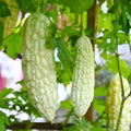 Live White Bittermelon Plant – 8" Tall in 4" Pot – Rare Momordica charantia Garden Ready Seedling