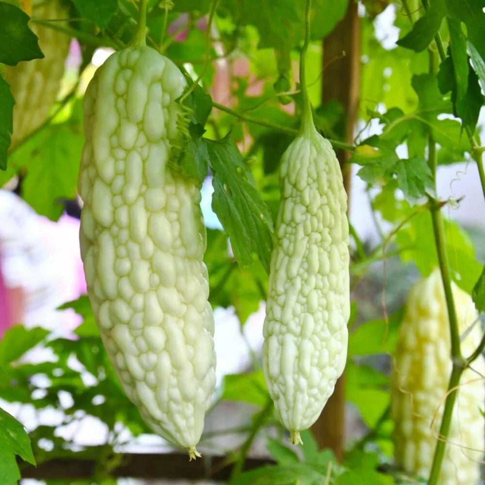 Live White Bittermelon Plant – 8" Tall in 4" Pot – Rare Momordica charantia Garden Ready Seedling
