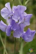 Blue Wonder Sweet Pea Seeds – 50+ Pack, Climbing Vine, Lathyrus odoratus, Garden Planting, Annual Flower, USA