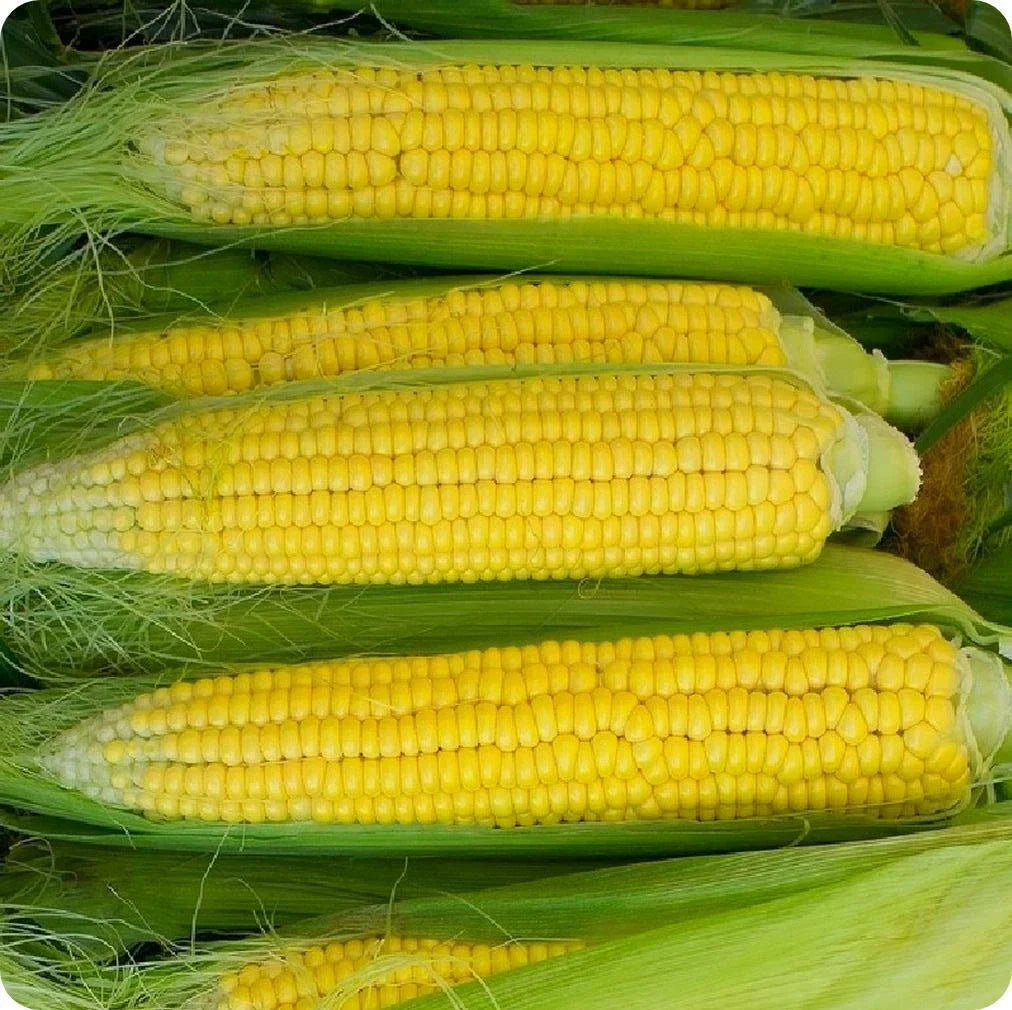 Early Golden Bantam Corn Seeds 25 Pack Heirloom Yellow Sweet Zea mays Non-GMO Vegetable Seeds