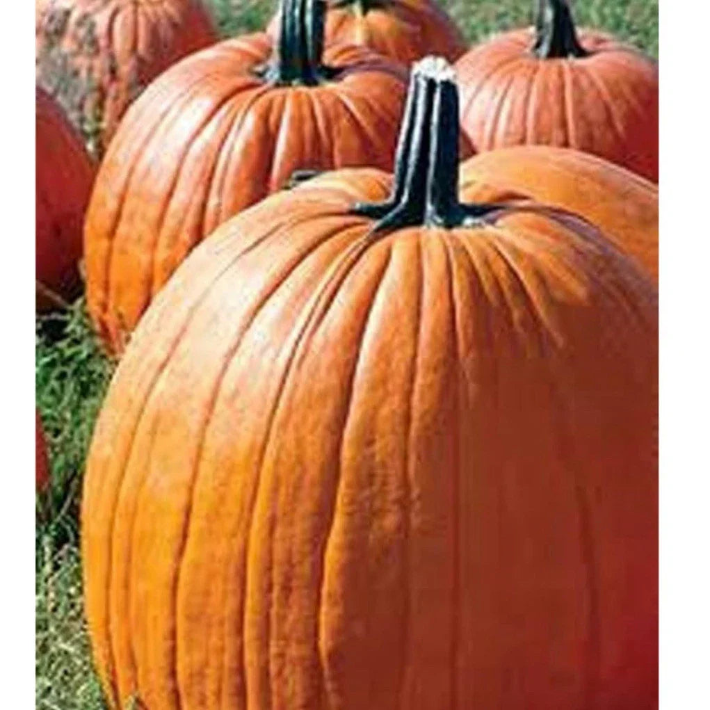 Big Max Pumpkin Seeds - Organic Heirloom Cucurbita maxima for Giant Pumpkins - Pack of 15+ Seeds for Home Gardens
