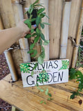 Hoya burtoniae Bilobata Wax Plant 3" Pot Rooted Indoor Houseplant Easy Care Tropical
