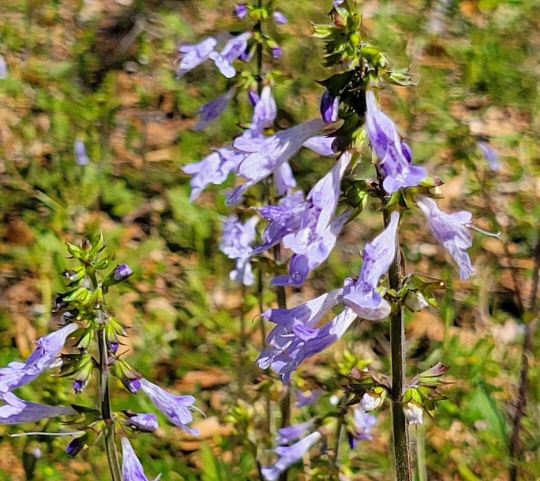 Lyreleaf Sage Seeds - 25 Pack, Salvia Lyrata, Florida Native Flower, Gulf Eco-Type, Perennial, Purple Blooms