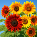 Autumn Beauty Sunflower Seeds - 100 Pack, Helianthus annuus, Bee & Bird Attracting, 5-7 ft Tall, Mix of Yellow, Orange & Red