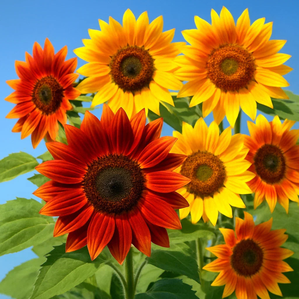 Autumn Beauty Sunflower Seeds - 100 Pack, Helianthus annuus, Bee & Bird Attracting, 5-7 ft Tall, Mix of Yellow, Orange & Red
