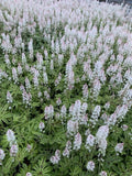 Foam Flower Live Plant - Tiarella 'Candy Striper' Pink Striped Flowers, Shade Garden, Ground Cover, Pollinator Attractant